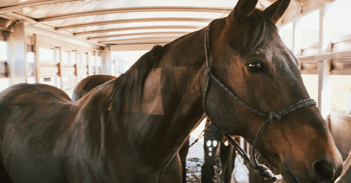 What Temp is Too Hot for Horses in a Trailer?